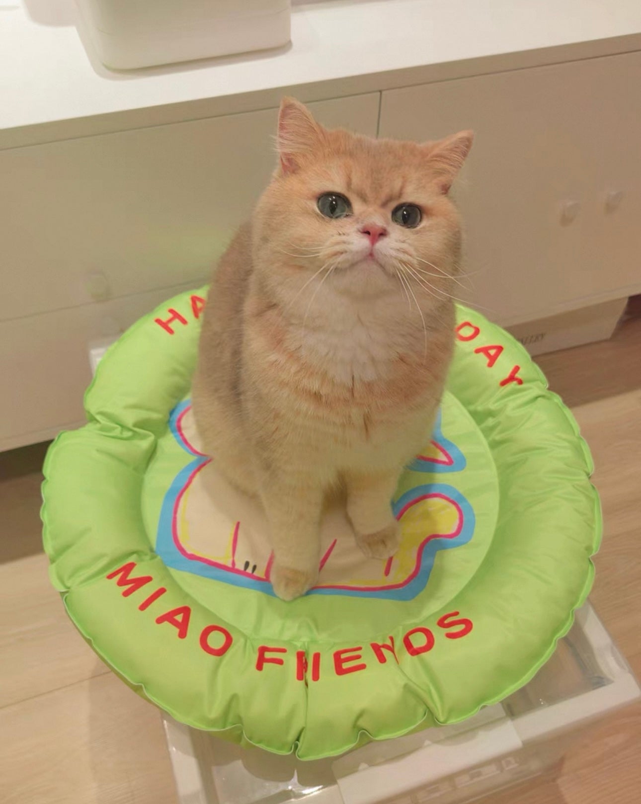 Pet Cooling Nest – Gel Pad with Pillow Edge for Summer Comfort